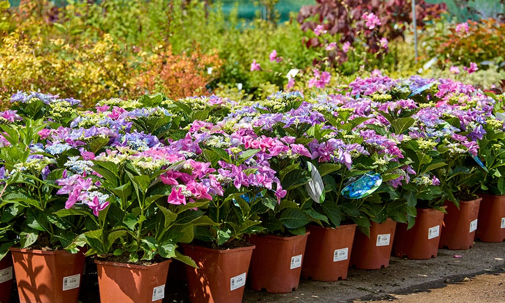 Greenfingers Generic Image - flowers in plant pot 1