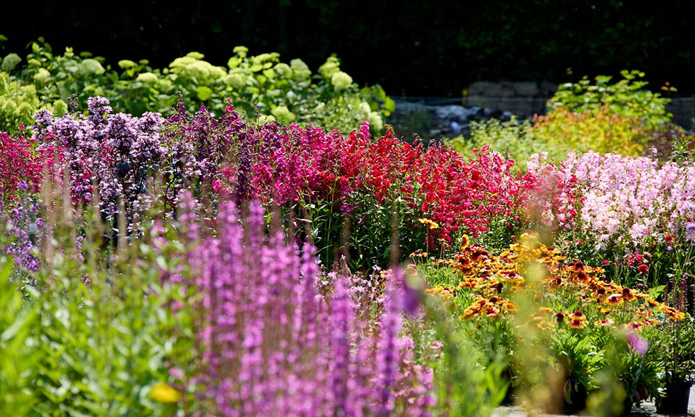 Greenfingers Generic Image - pink flowers 1 (0J8A3464)