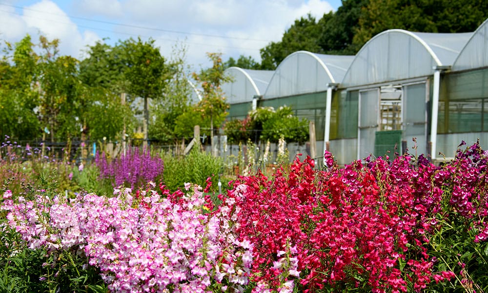 Greenfingers Generic Image - pink flowers 2