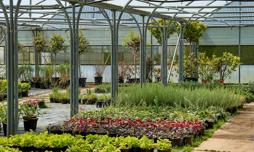 Greenfingers Generic Image - plants in greenhouse 1