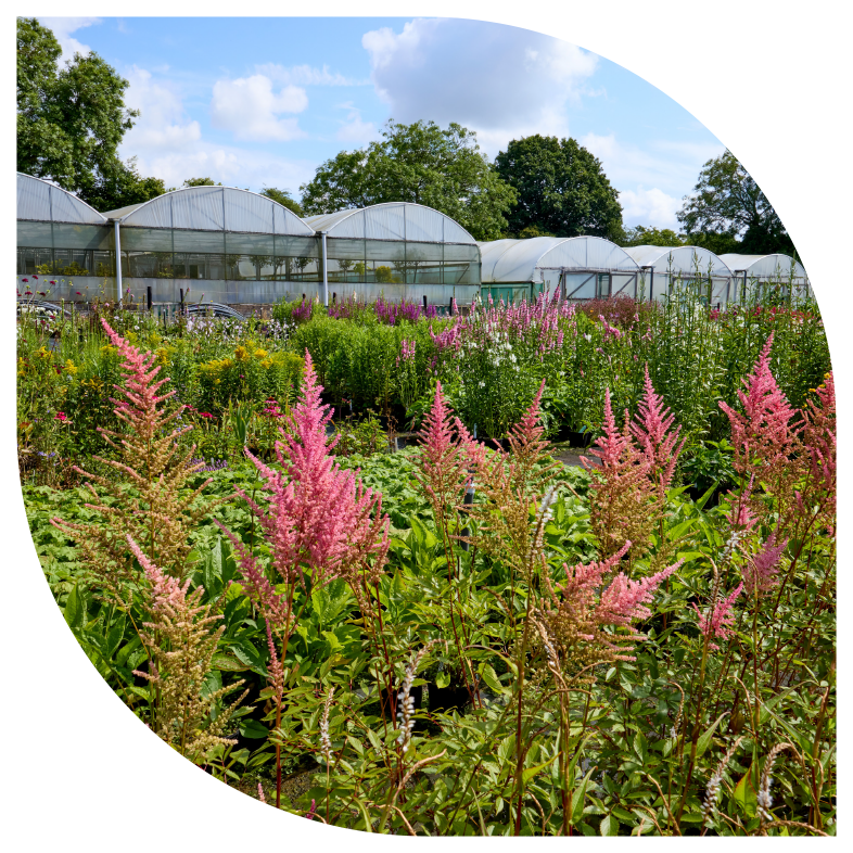 Greenfingers Masked Imaged - Flowers With Greenhouses