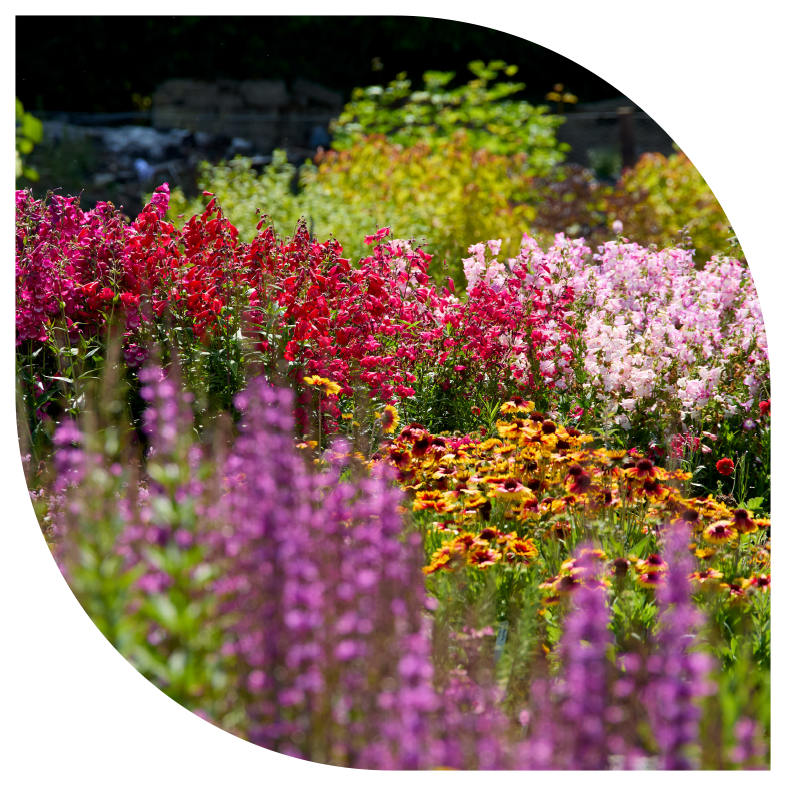 Greenfingers Masked Imaged - Vibrant Flowers