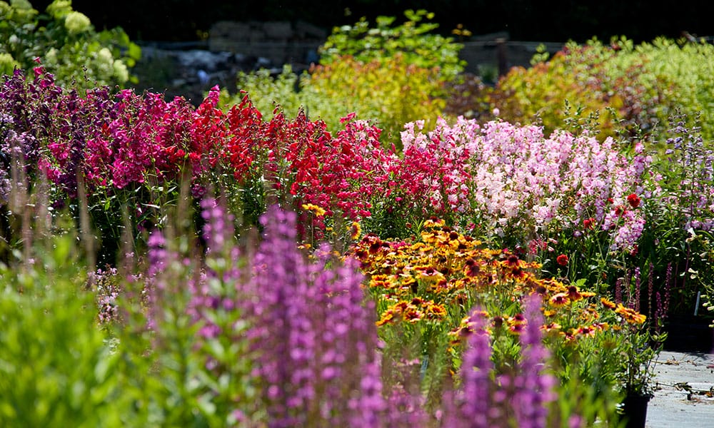 Greenfingers Generic Image - Alpine Plants