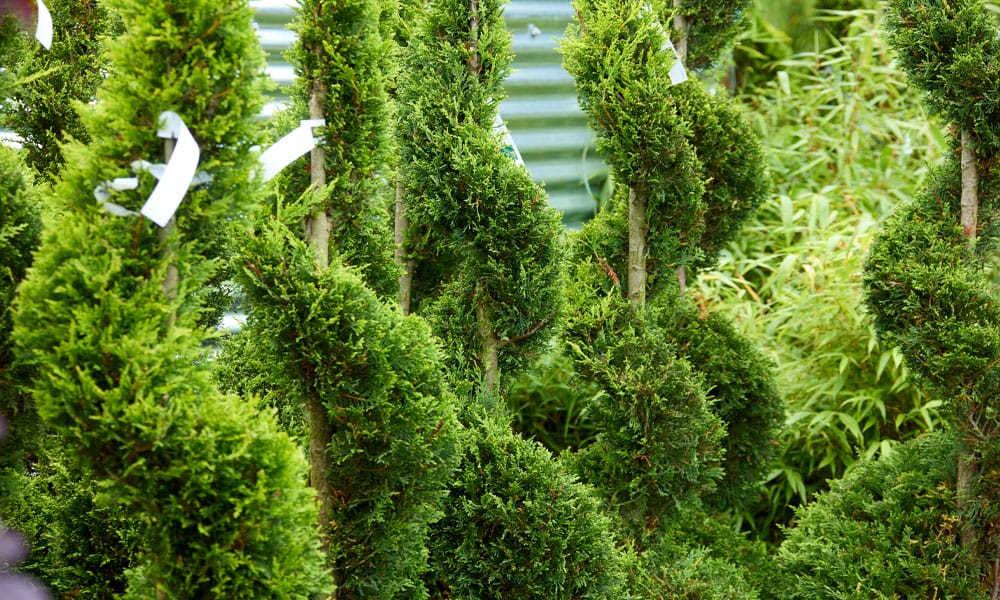 Greenfingers Generic Image - Conifer Plant