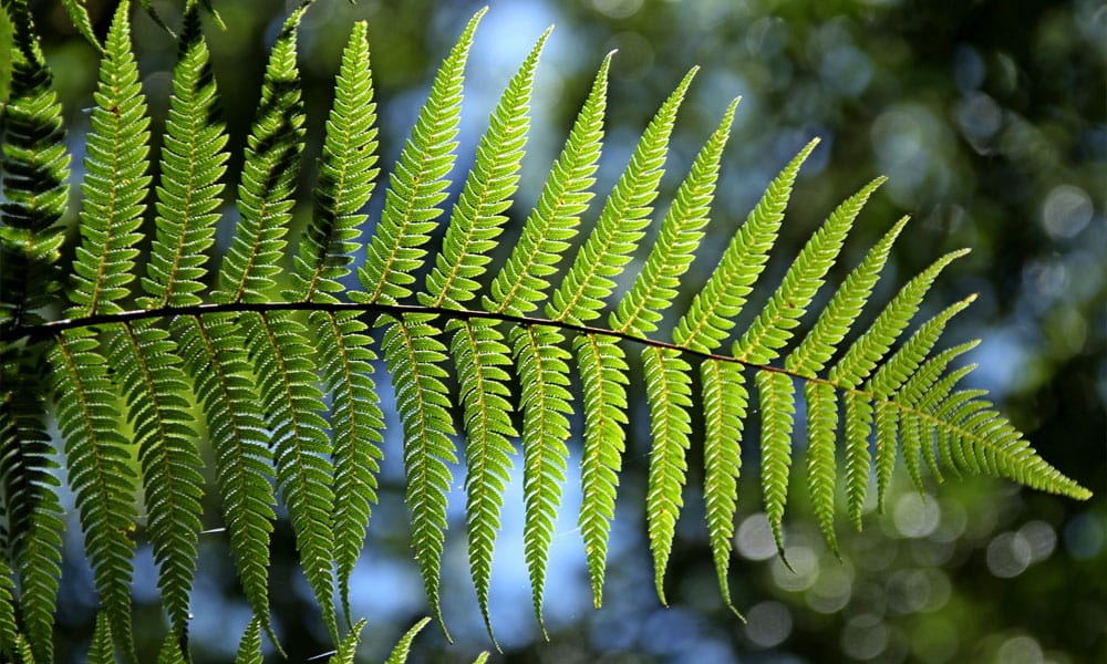 Greenfingers Generic Image - Fern plant