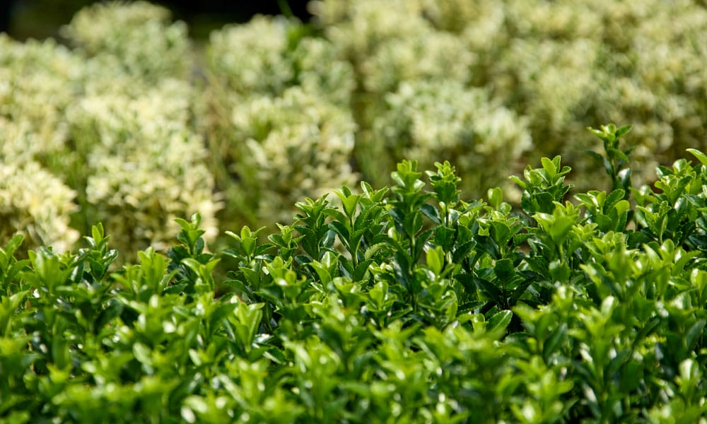 Greenfingers Generic Image - Hedging plant