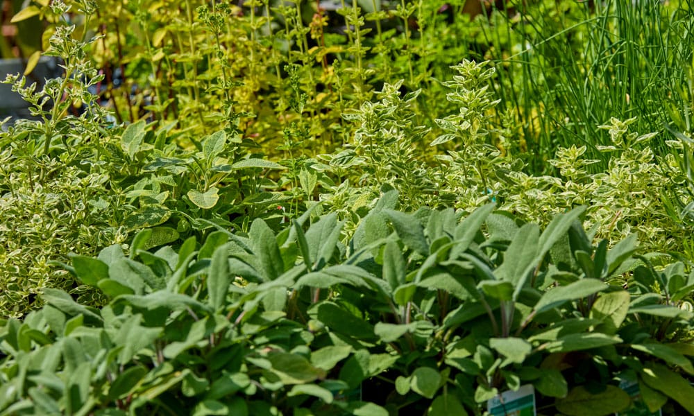 Greenfingers Generic Image - Herb plant