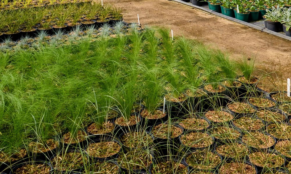 Greenfingers Generic Image - Ornamental Grass