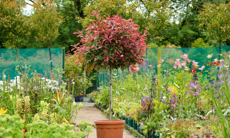 Fancy Trees Ornamental Trees | Greenfingers Nurseries