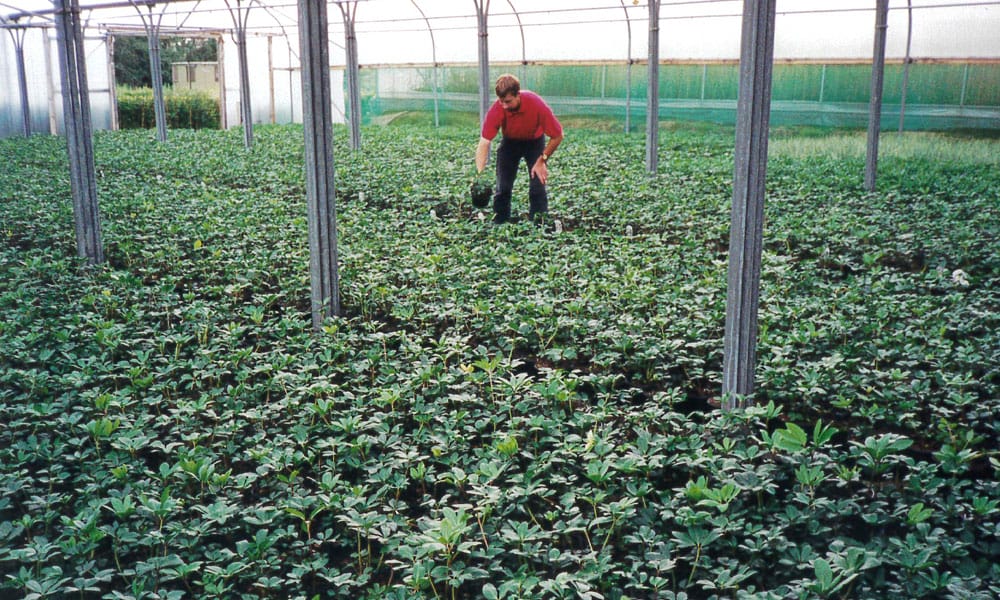 Greenfingers History - Inside Greenhouse 2