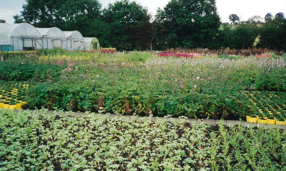 Greenfingers History - Outside Plants 2