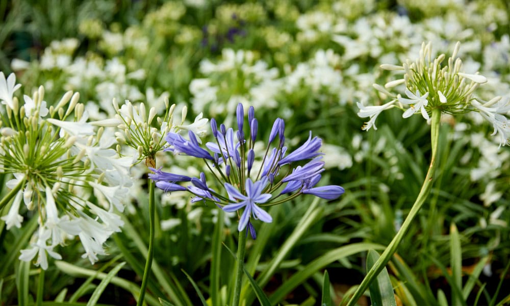 Greenfingers Generic Image - Perennials Plant