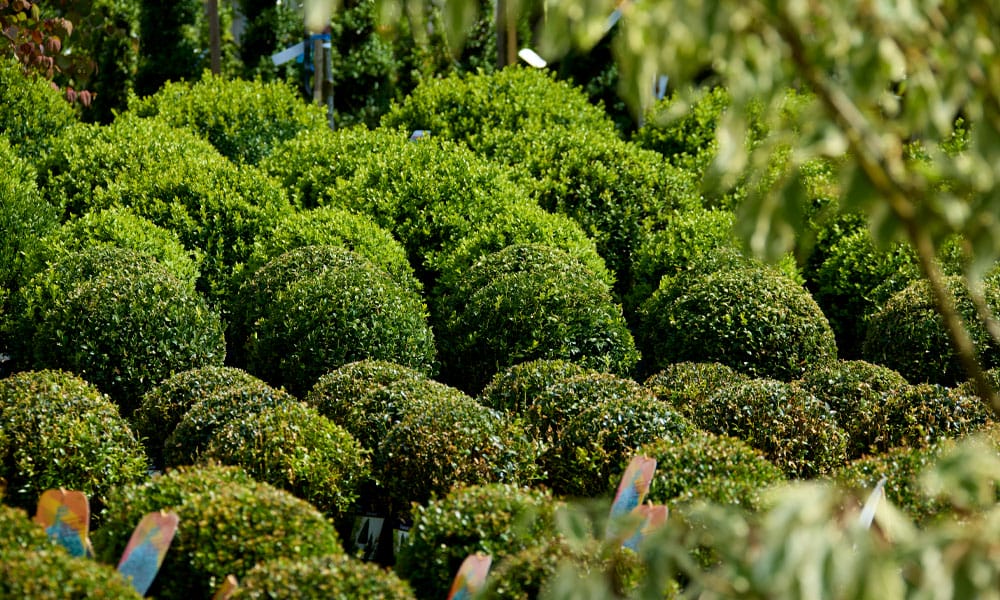 Greenfingers Generic Image - Shrub Plant