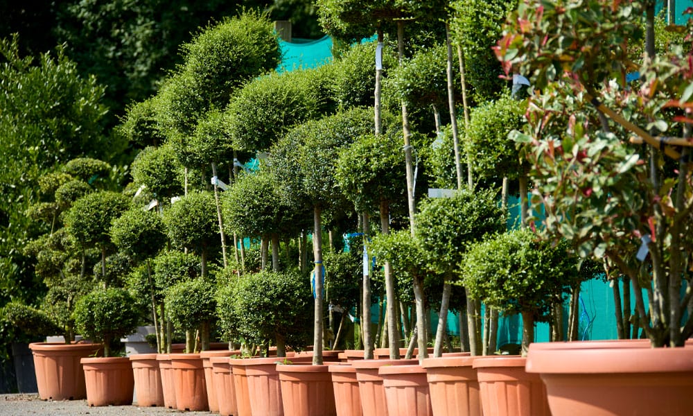 Greenfingers Generic Image - Topiary plant