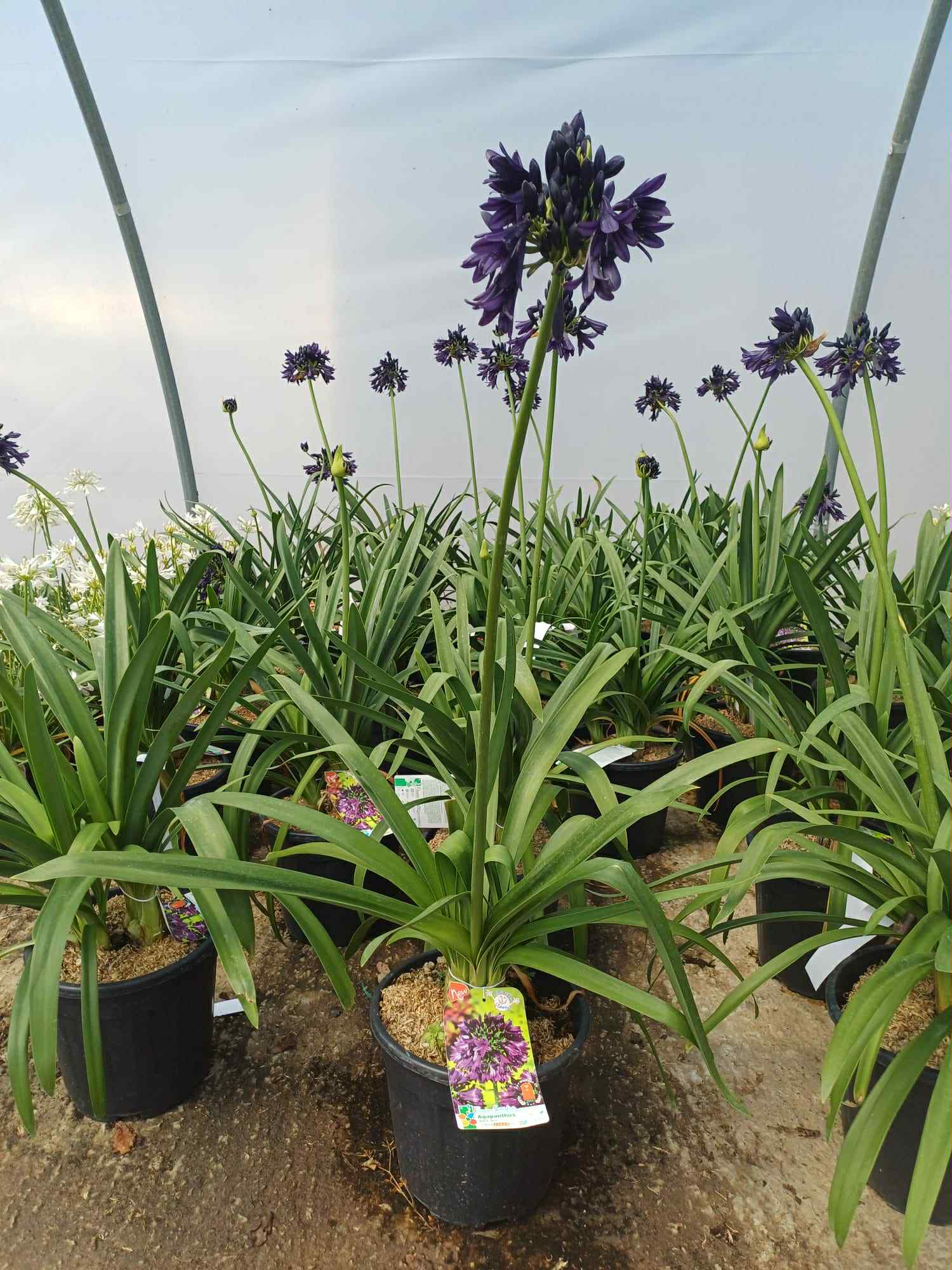 What's Looking Good Agapanthus Black Jack 9 litre