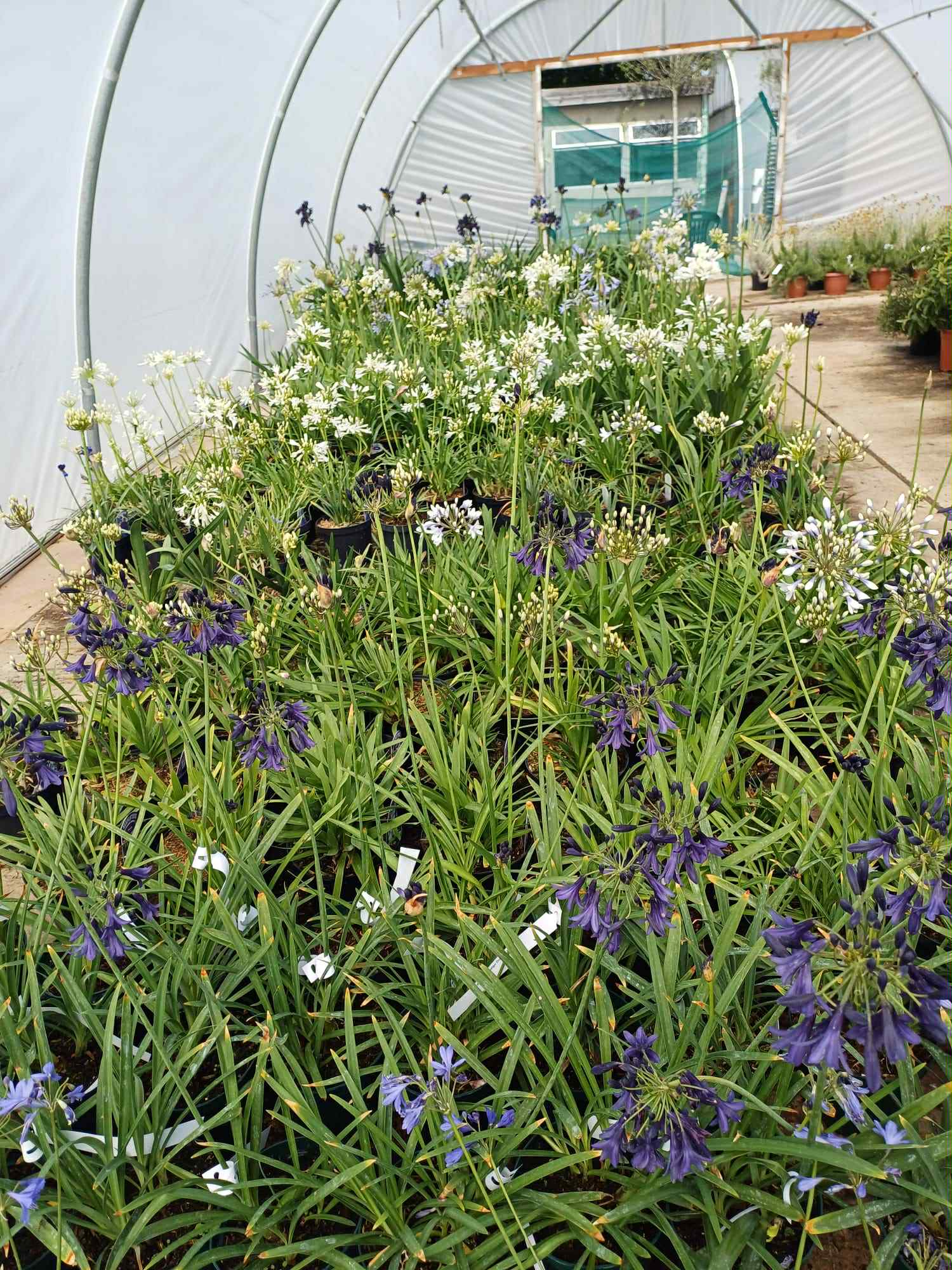 News - What's Looking Good Right Now - Beginning of July - Agapanthus