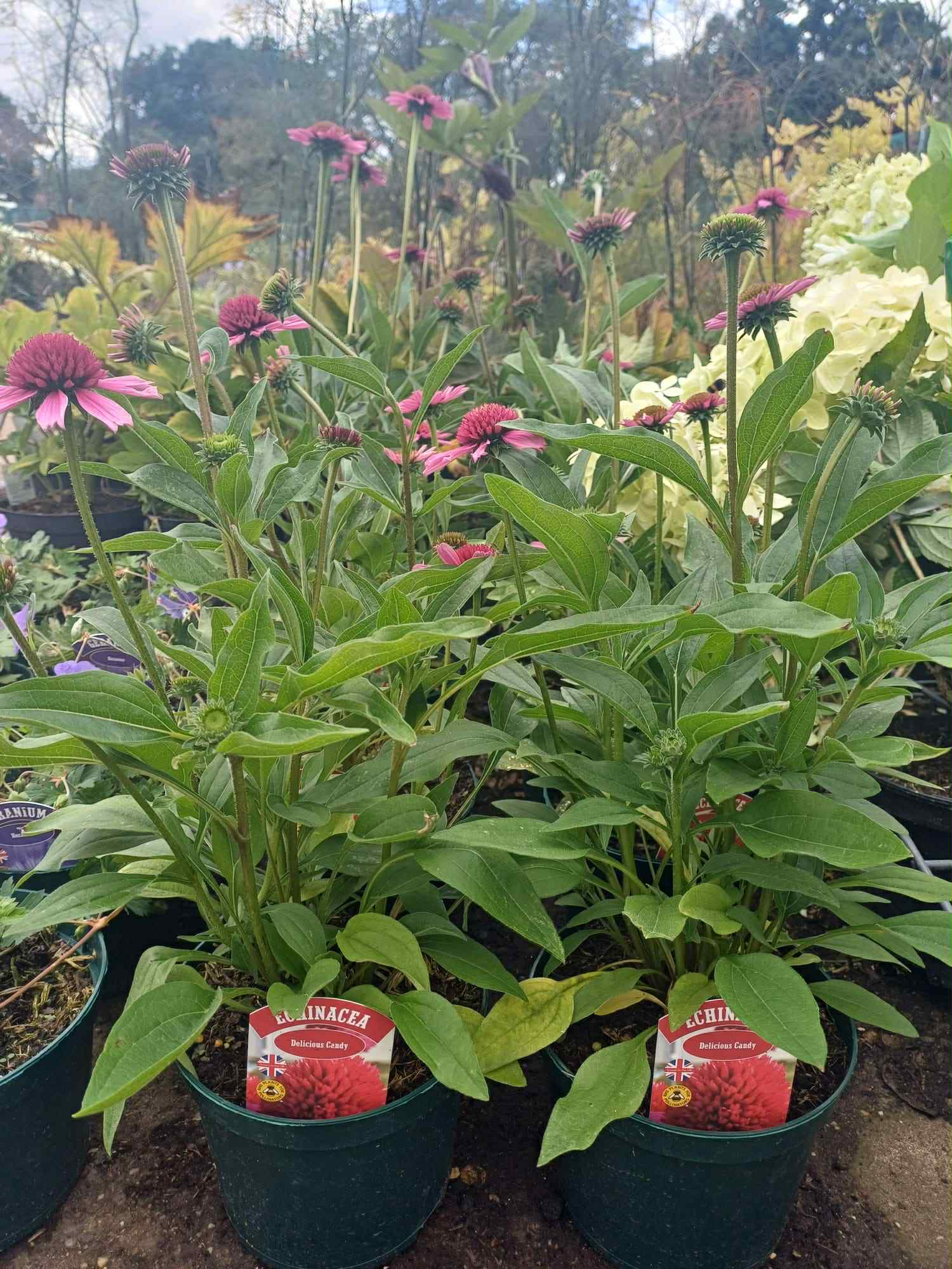 Echinacea Delicious Candy 2 litre