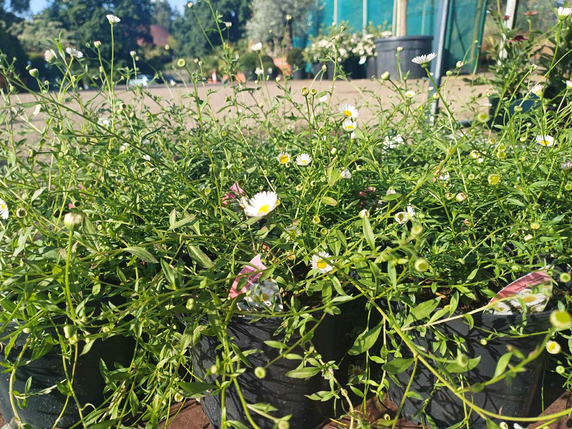 Erigeron karvinskianus Sea of Blossom 2 litre