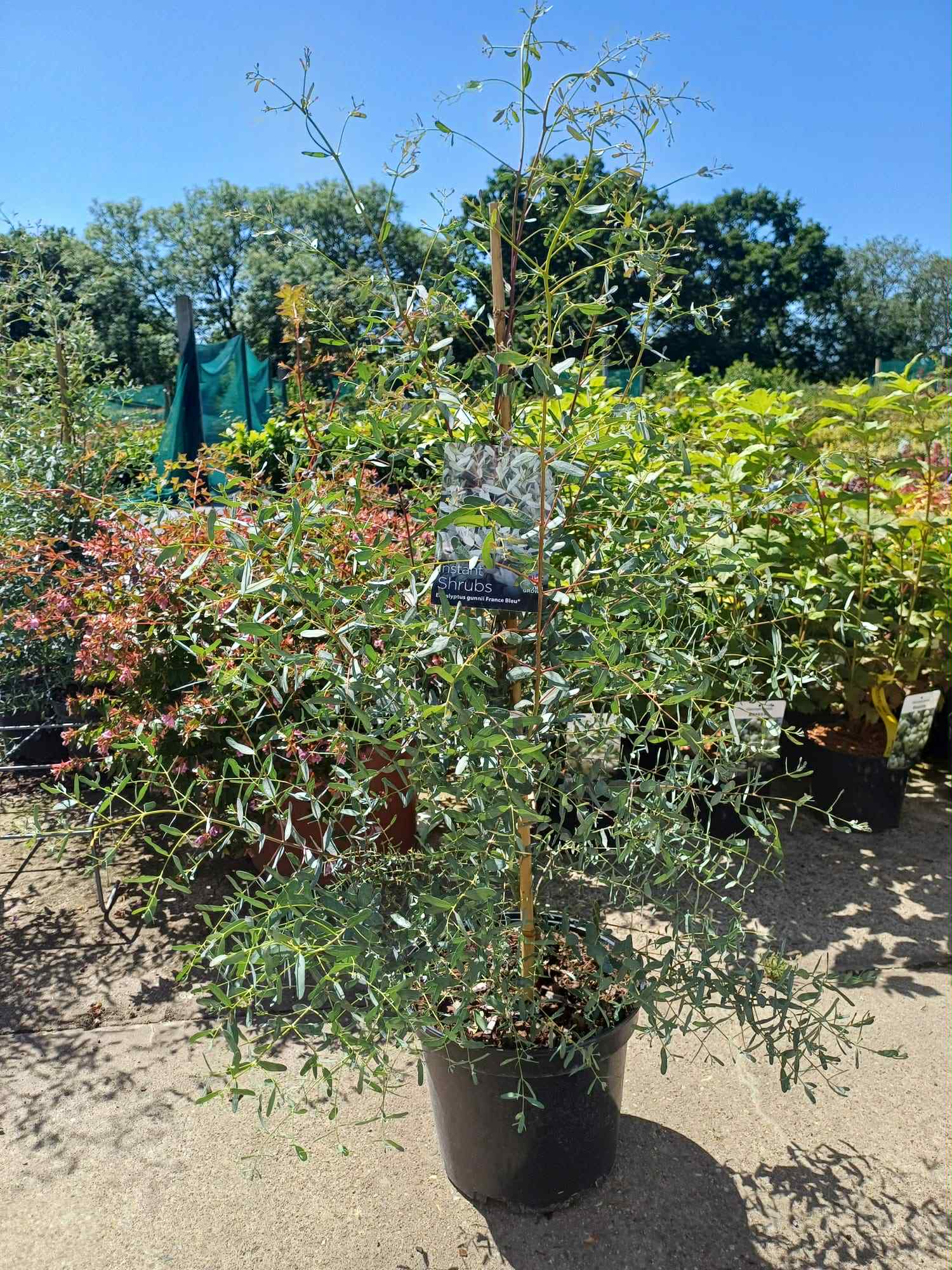 What's Looking Good Eucalyptus France Bleu 7.5 litre