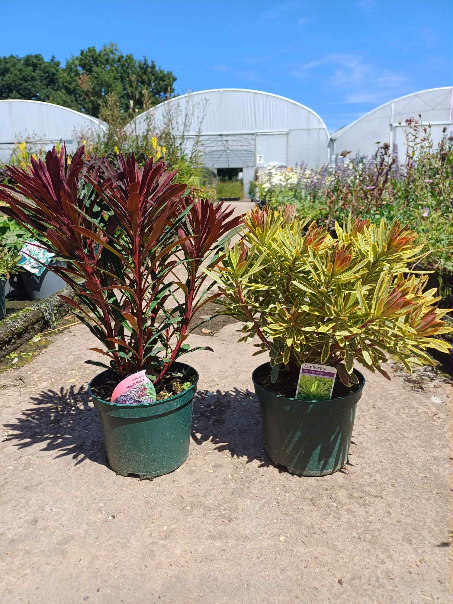 What's Looking Good Euphorbia Miners Merlot & Ascot Rainbow 2 litre