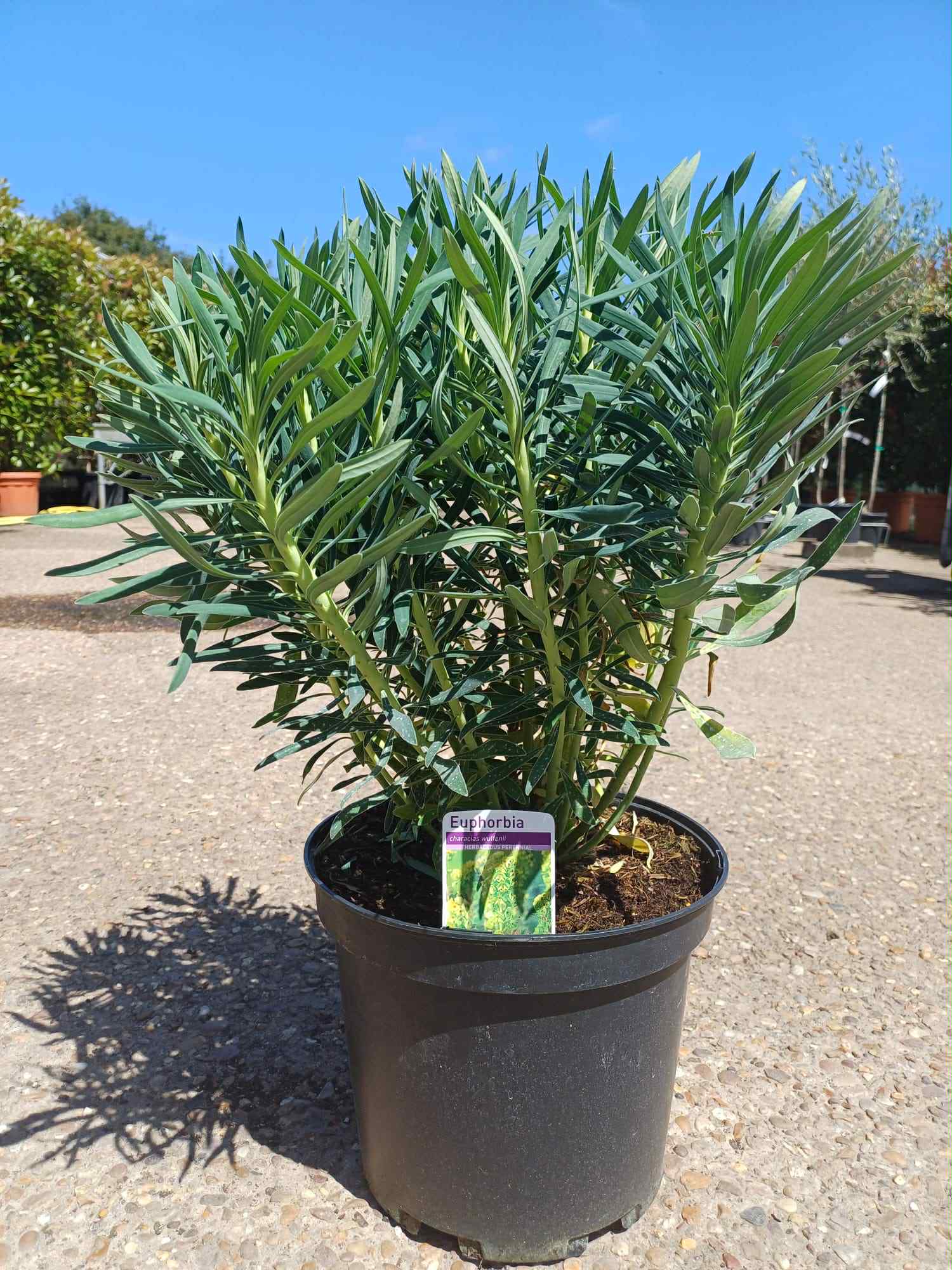 What's Looking Good Euphorbia Wulfenii 10 litre