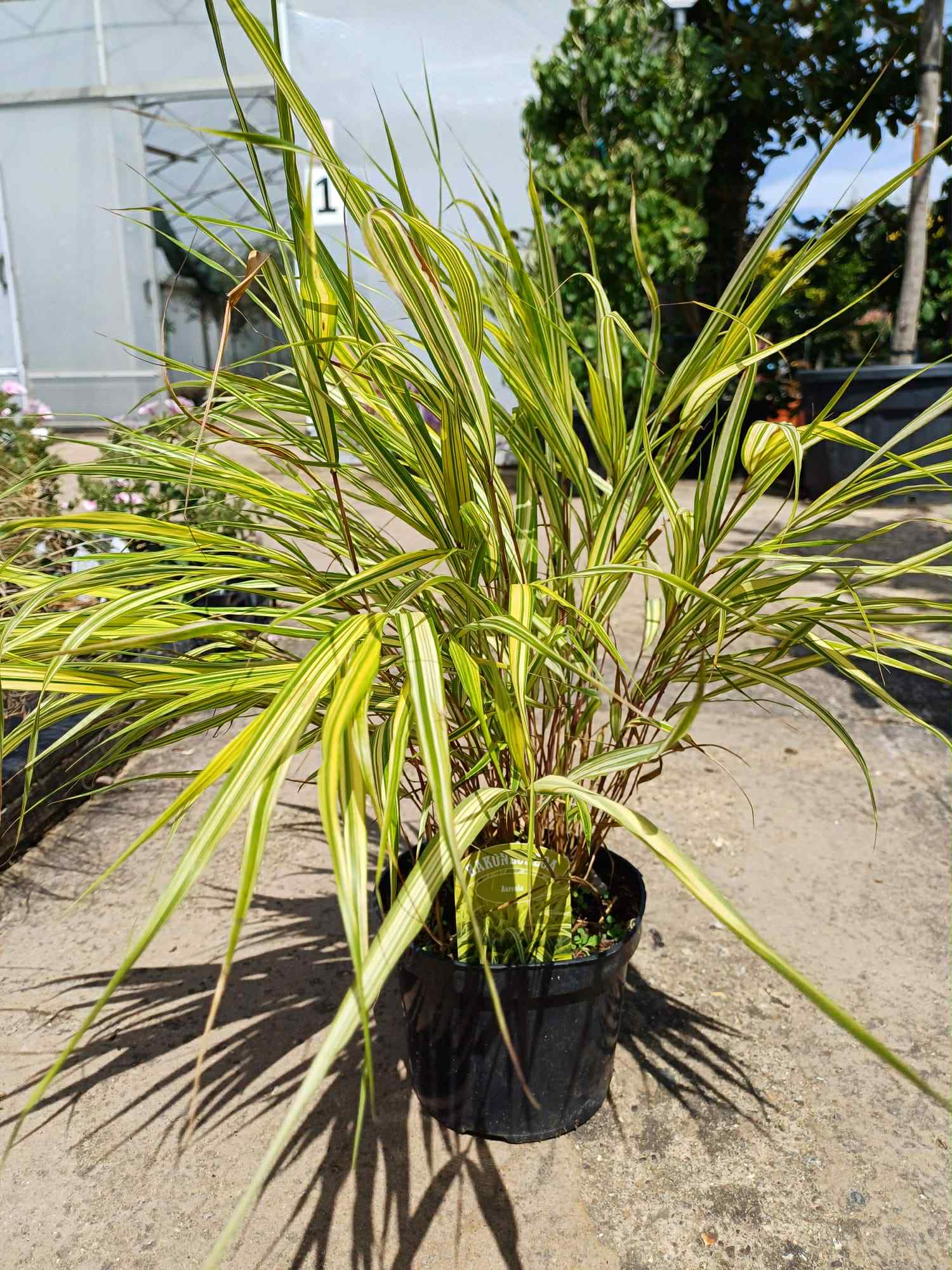 News - What's Looking Good Right Now - Beginning of July - Hakonechloa Aureola