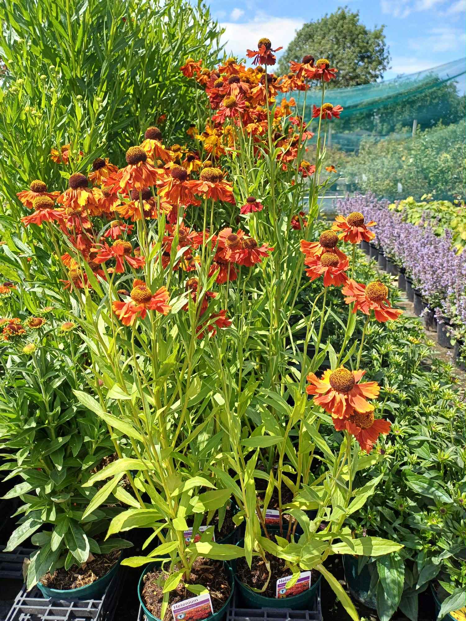 News - What's Looking Good Right Now - Beginning of July - Helenium Morheim Beauty
