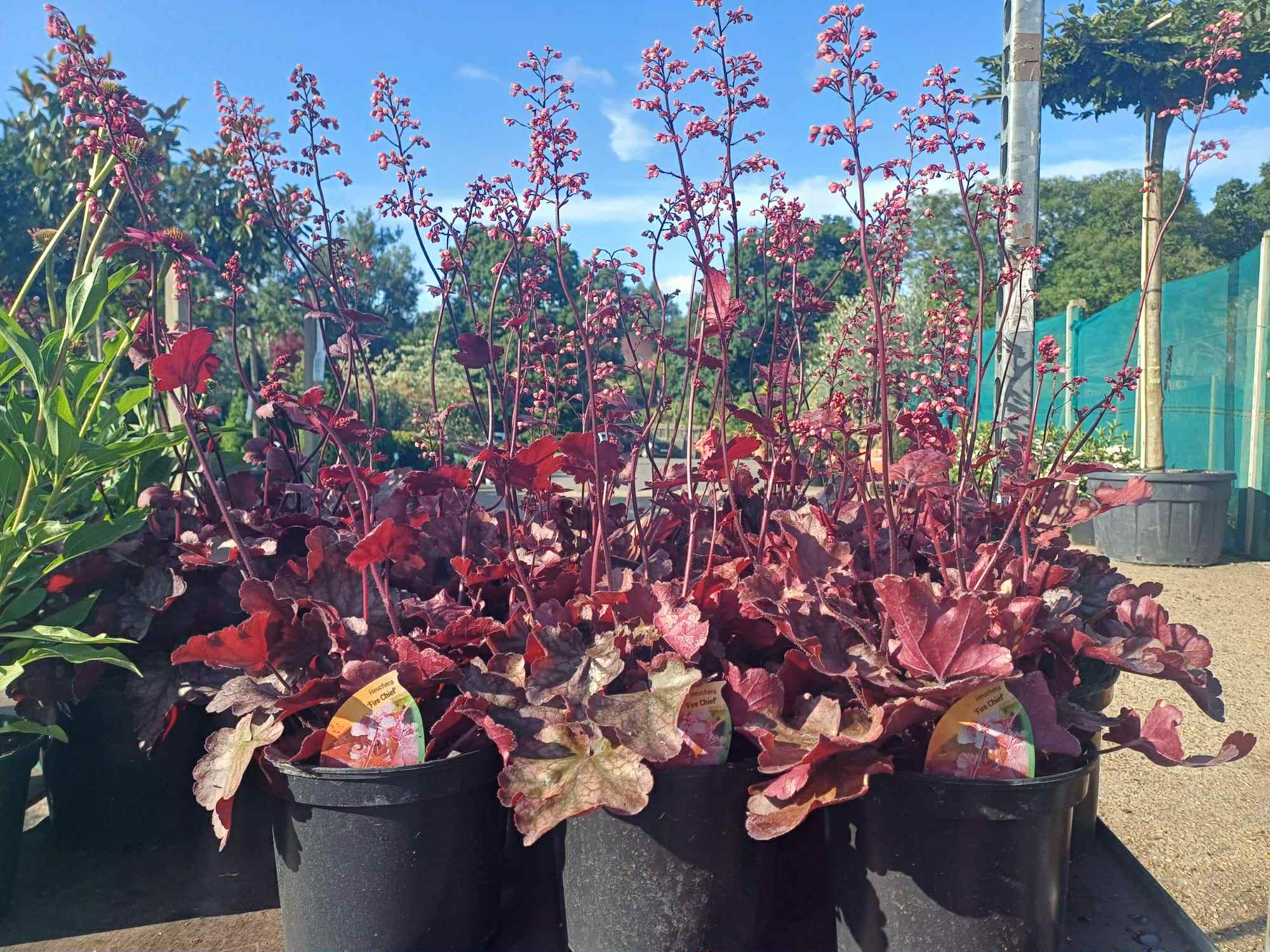 Heuchera Fire Chief 3 litre