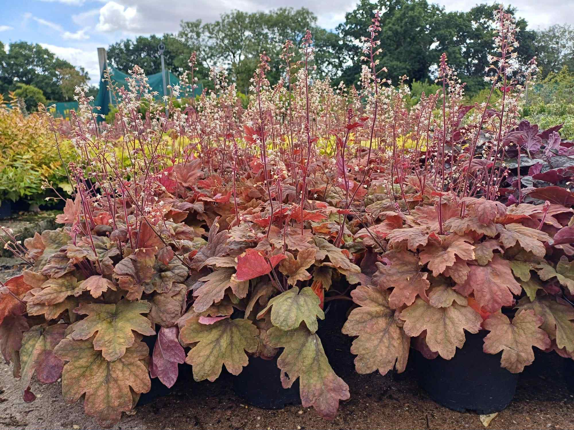 Heucherella Sweet Tea 3 litre