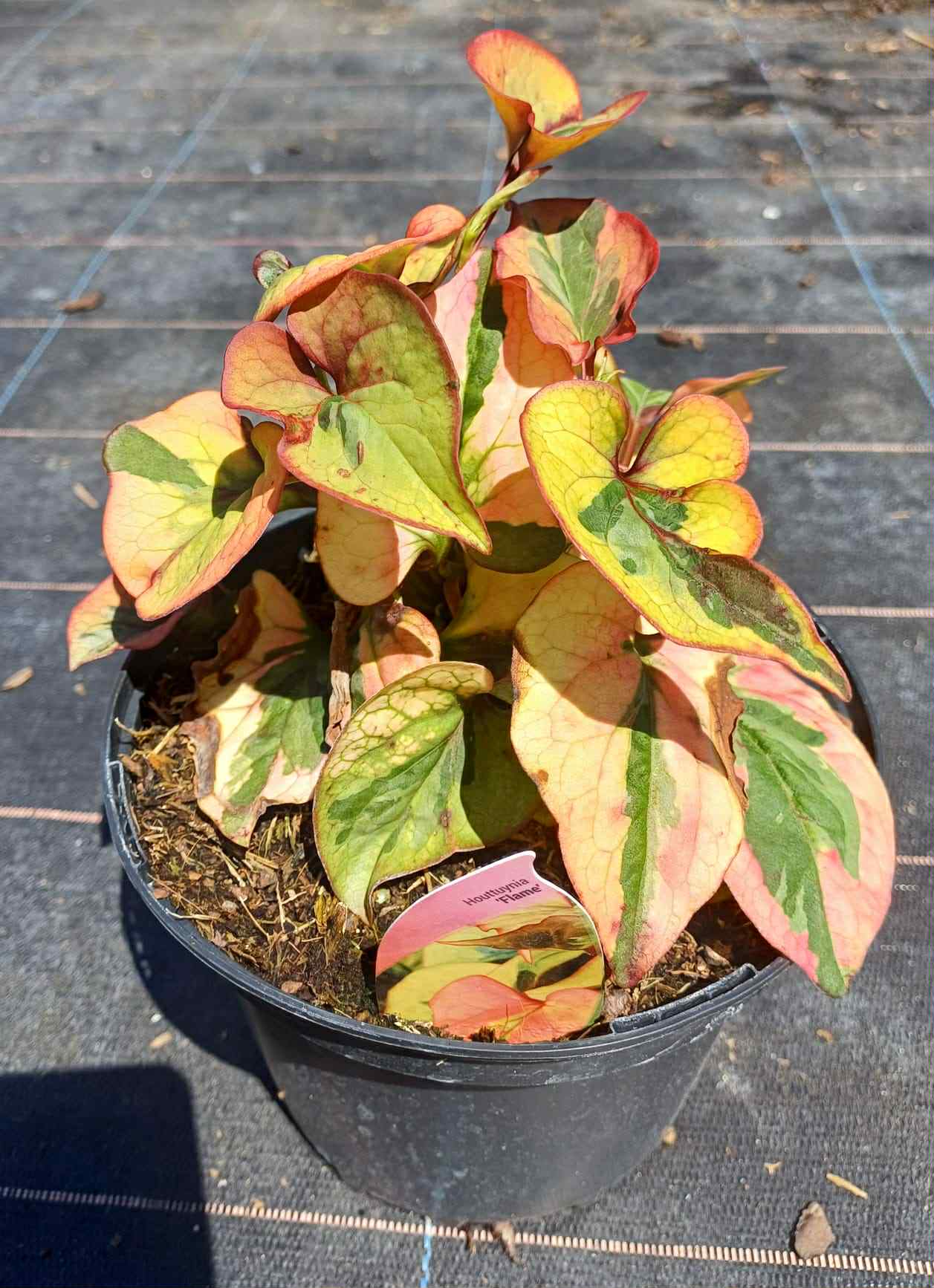What's Looking Good Houttuynia Flame 2 litre