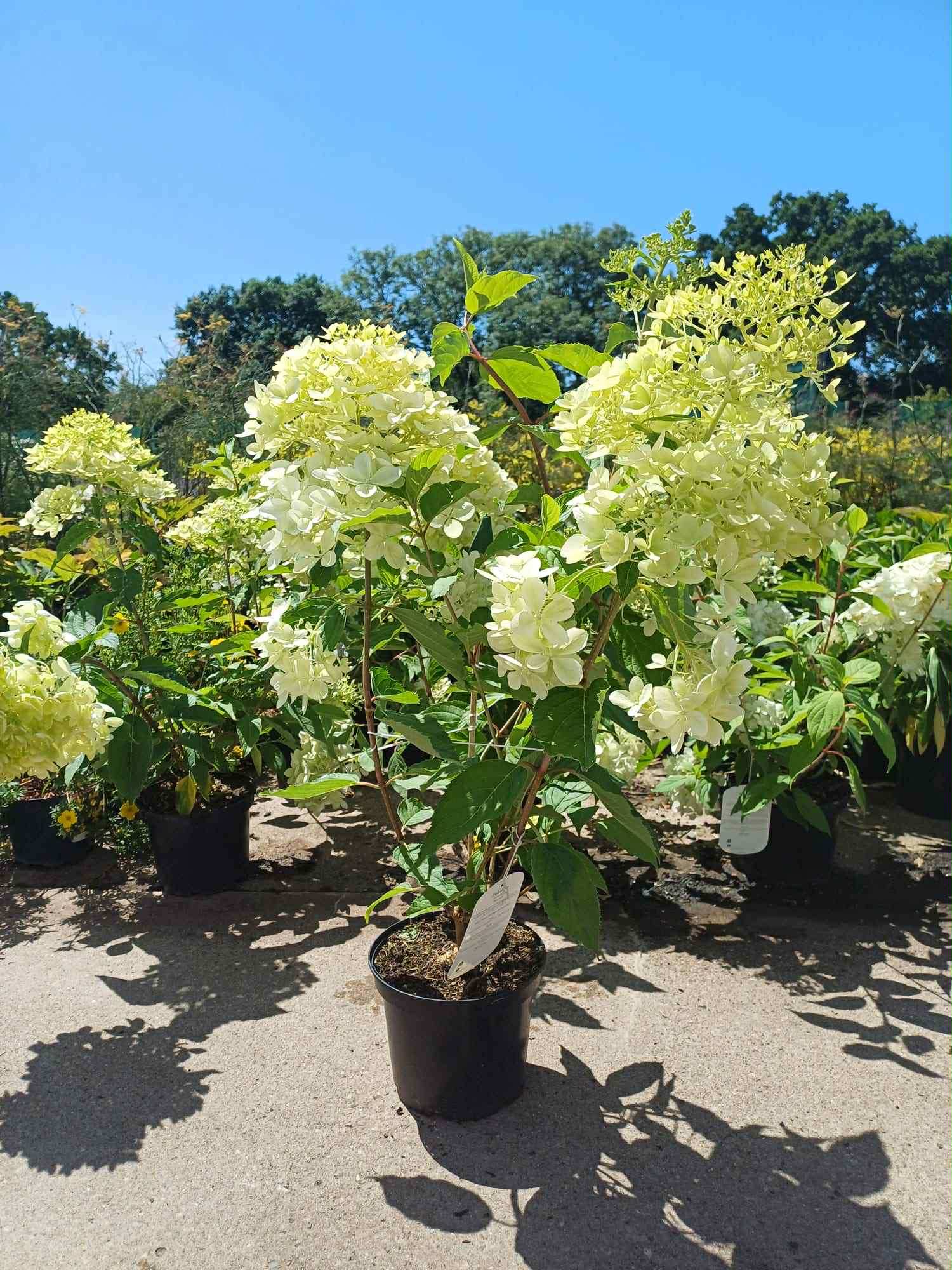 What's Looking Good Hydrangea Little Spooky 3 litre