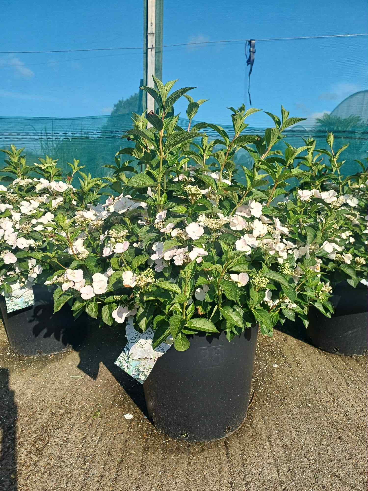 Hydrangea Runaway Bride 35 litre