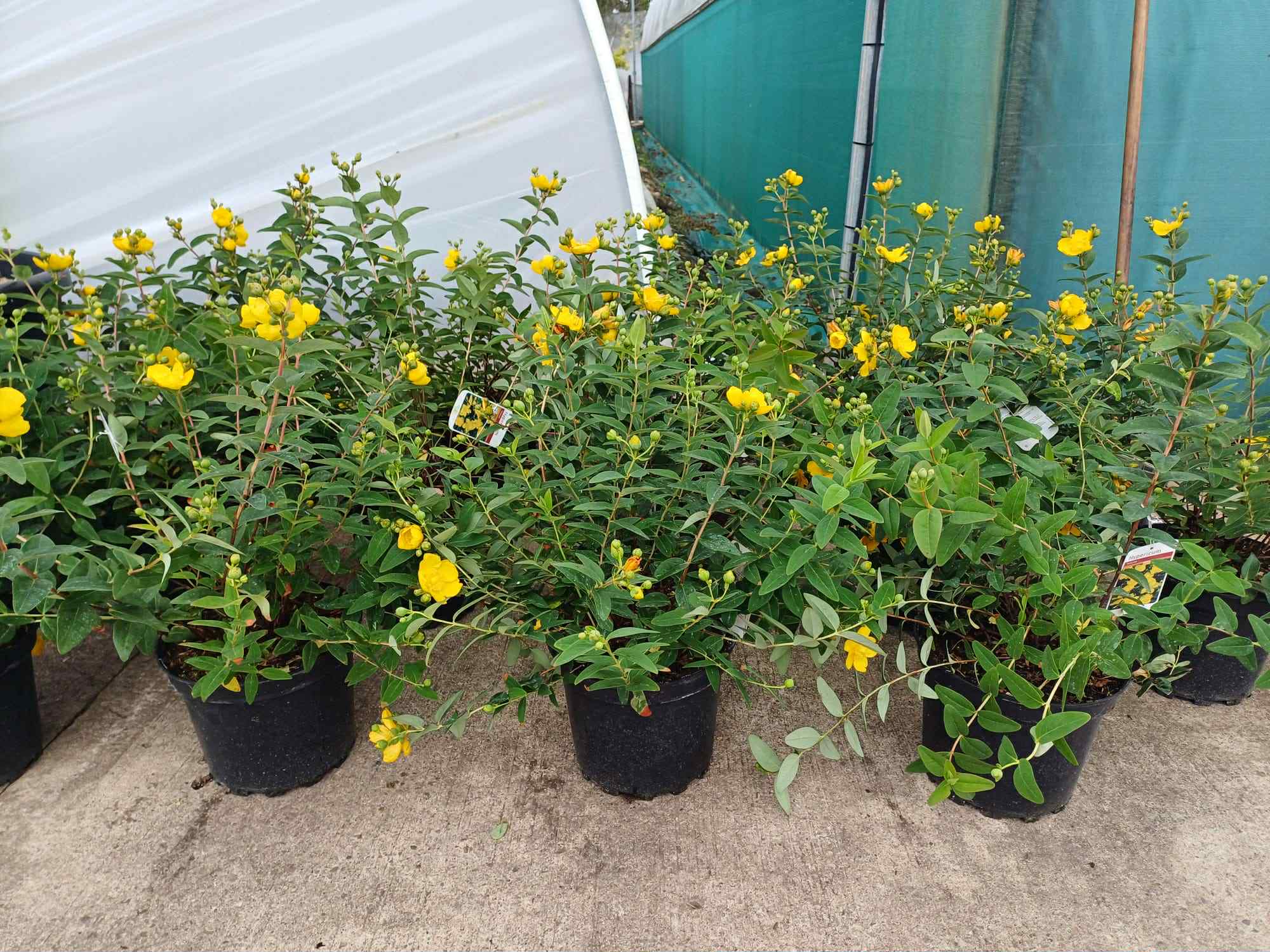 Hypericum Hidcote 7.5 litre
