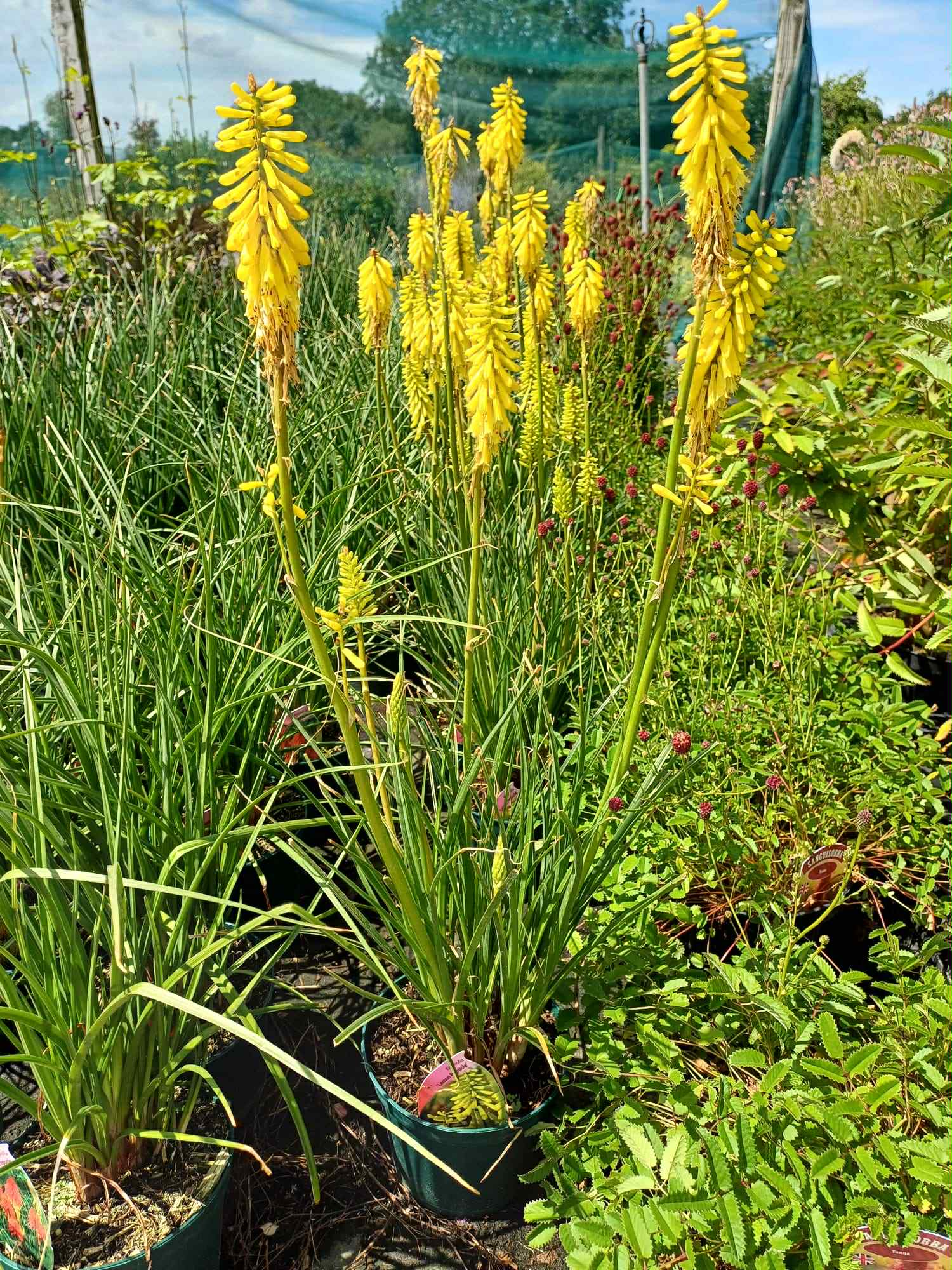 News - What's Looking Good Right Now - Beginning of July - Kniphofia Lemon Popsicle