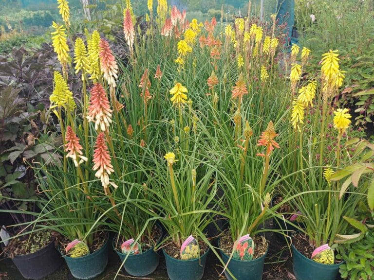 Kniphofia in variety 2 litre