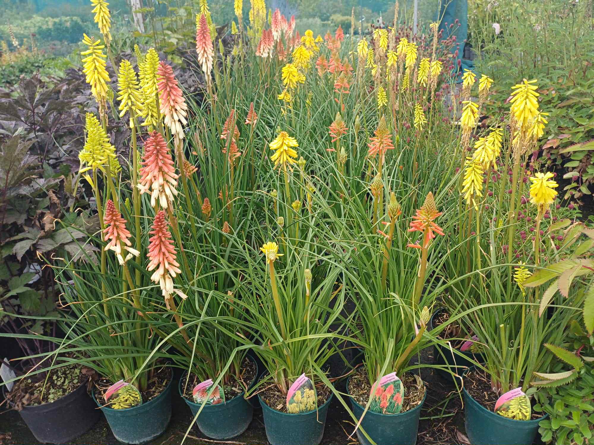 Kniphofia in variety 2 litre