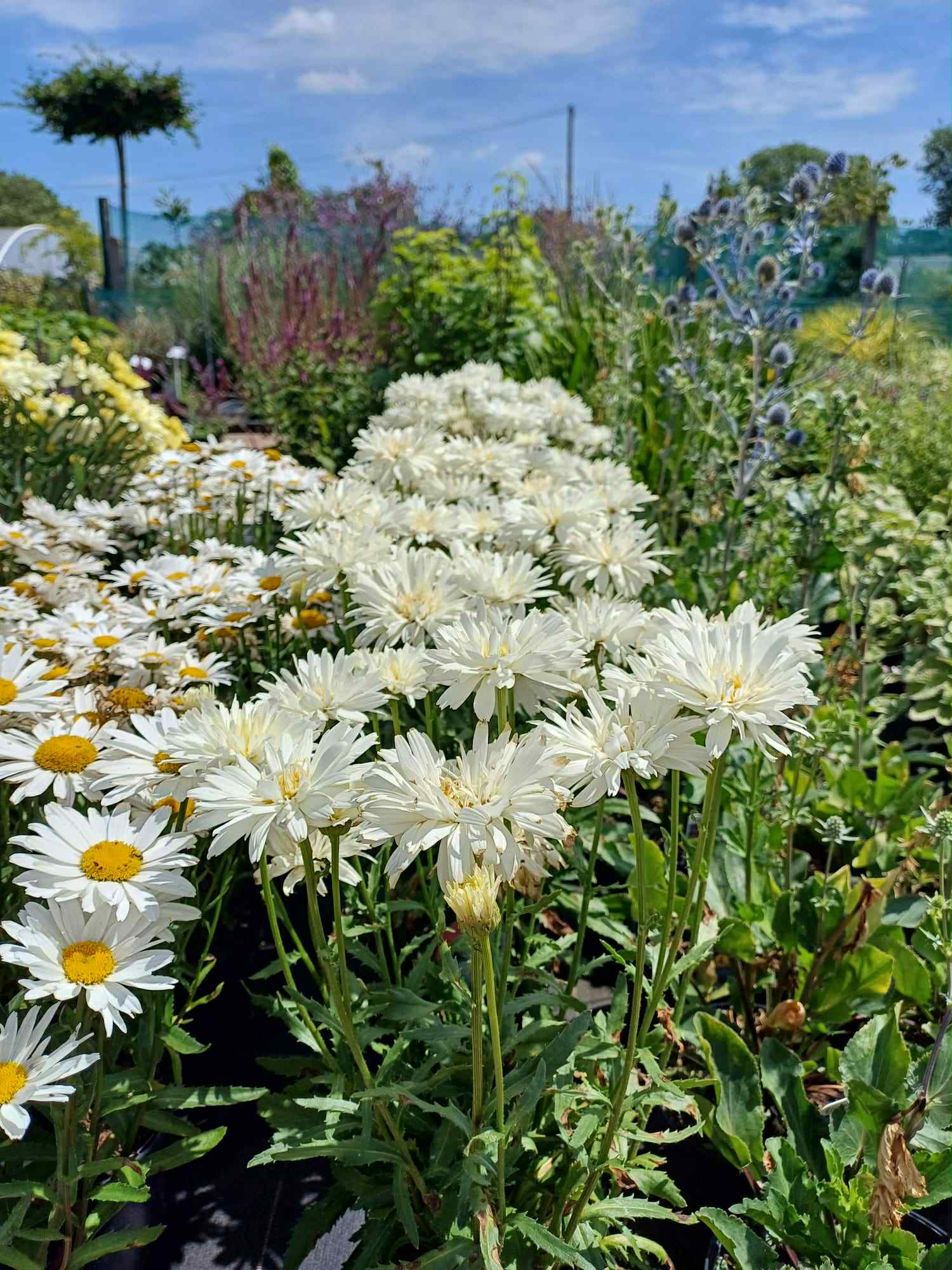 News - What's Looking Good Right Now - Beginning of July - Leucanthemum Mount Hood