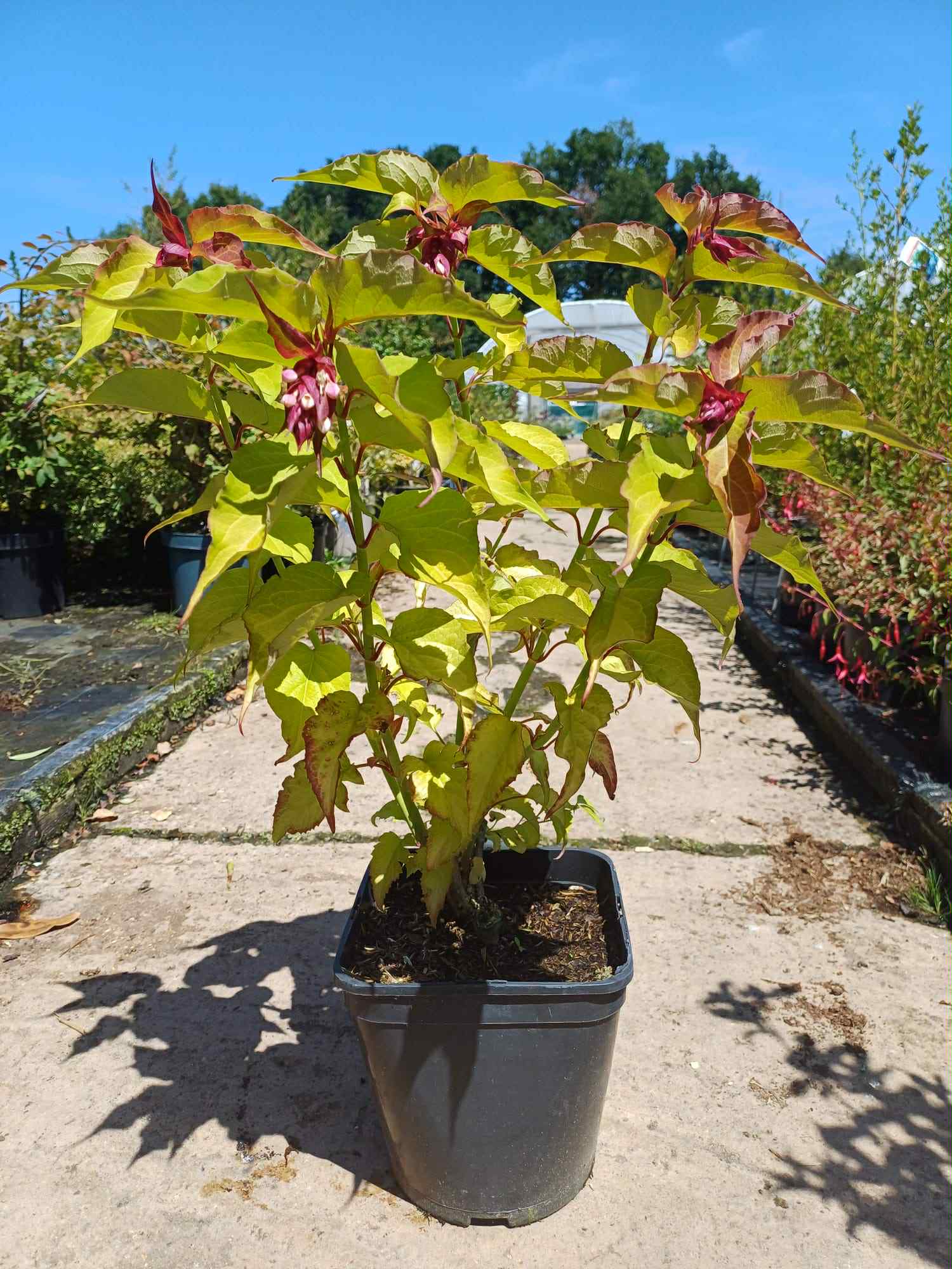 What's Looking Good Leycesteria Golden Lanterns 4 litre