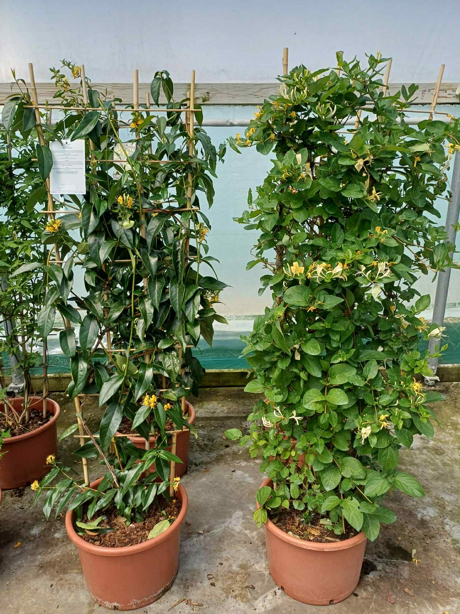 What's Looking Good Lonicera Copper Beauty & Halliana 20 litre frame