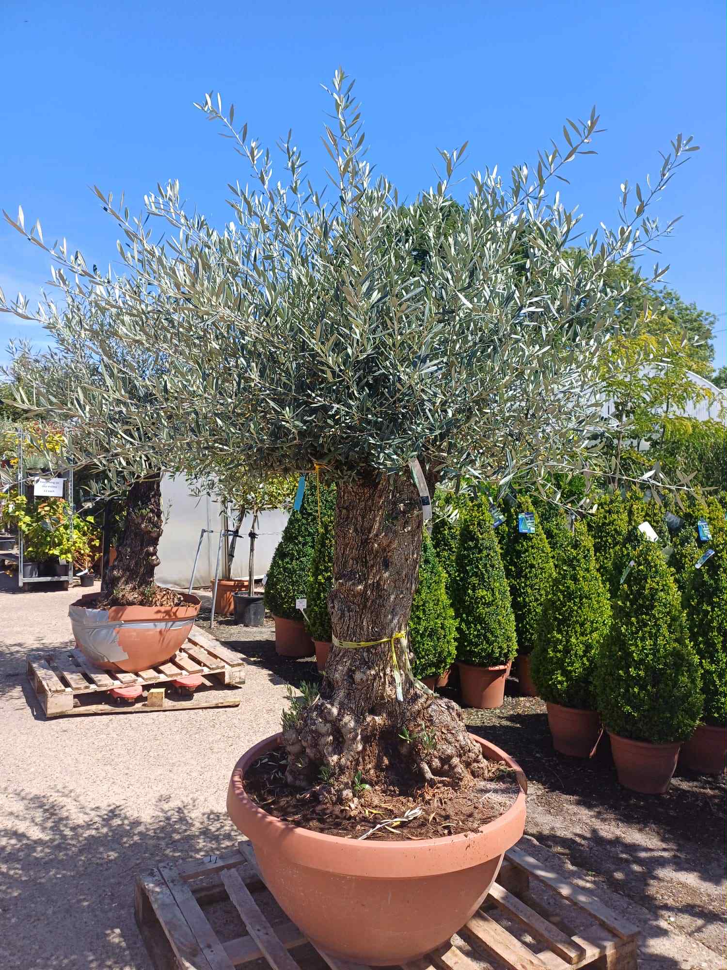 What's Looking Good Olive 130 litre Bonsai