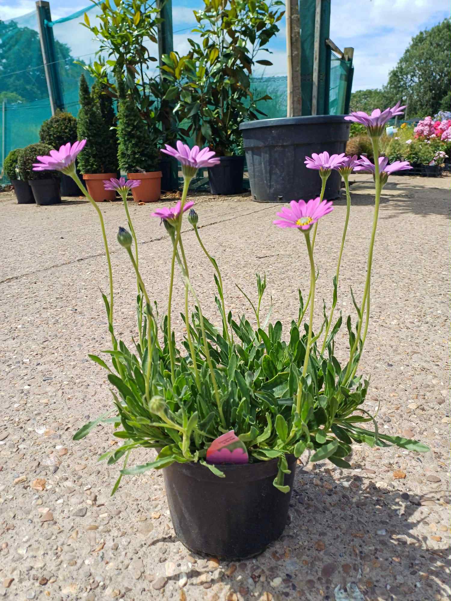 News - What's Looking Good Right Now - Beginning of July - Osteospermum In The Pink