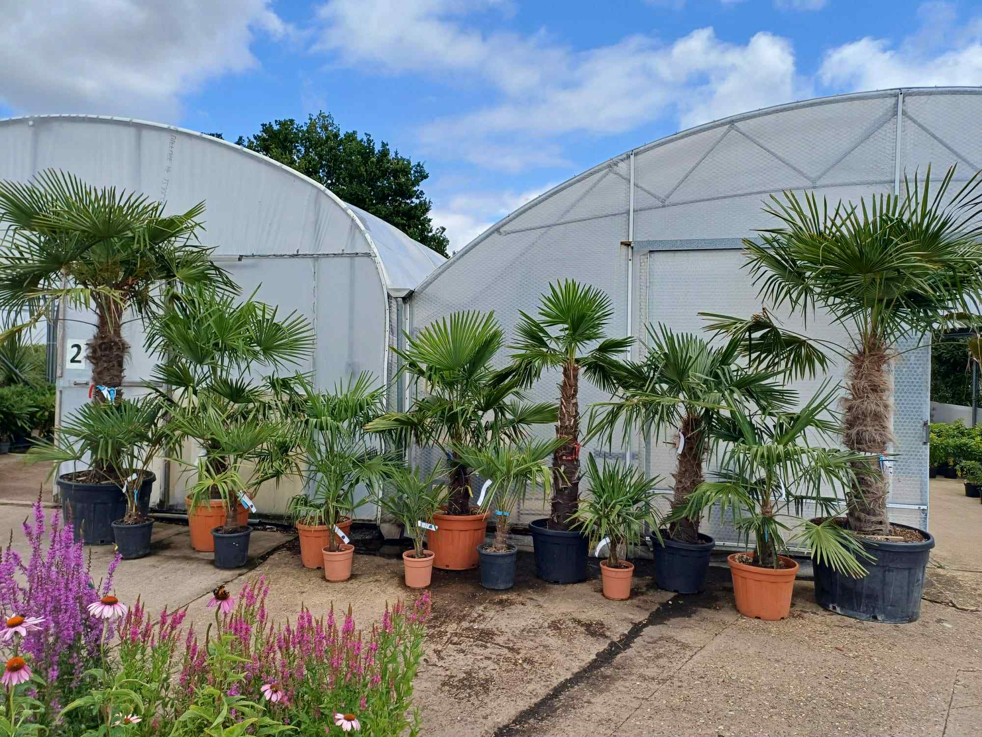 Trachycarpus fortunei in variety