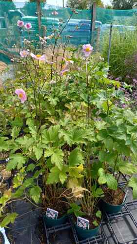 Anemone Robustissima 2 litre