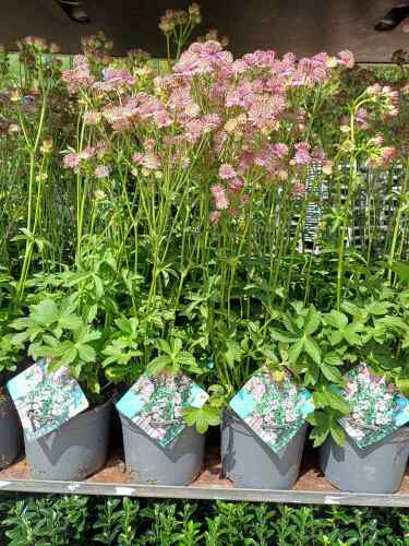 Astrantia major Roma 2 litre