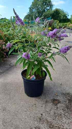 Buddleja Buzz Lavender 10 litre