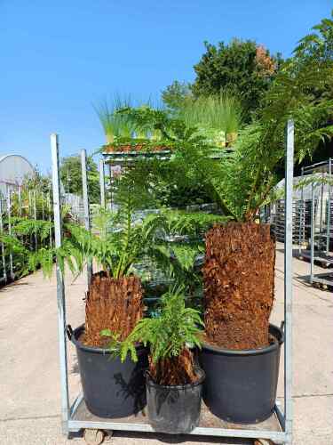 Dicksonia antarctica 1ft, 2ft, & 3ft