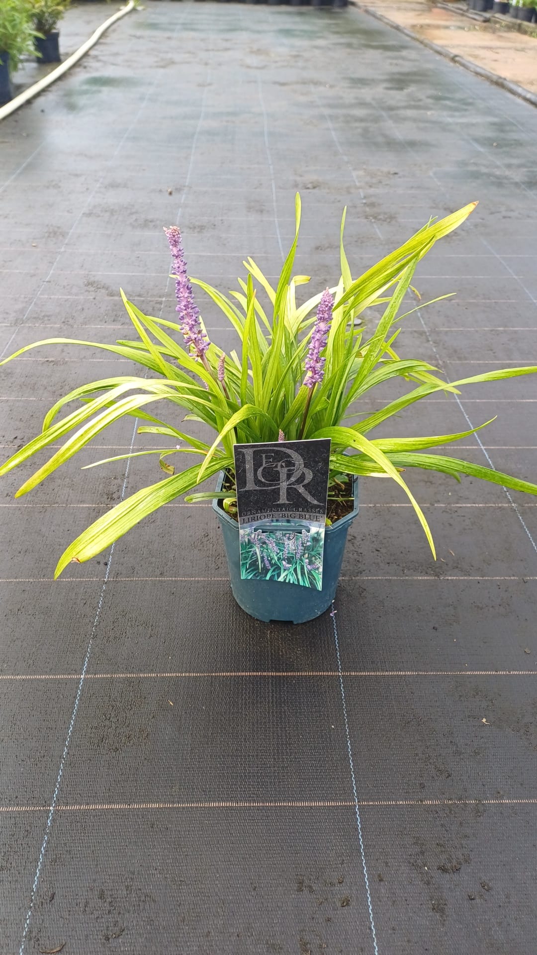 Liriope 'Big Blue' 2L
