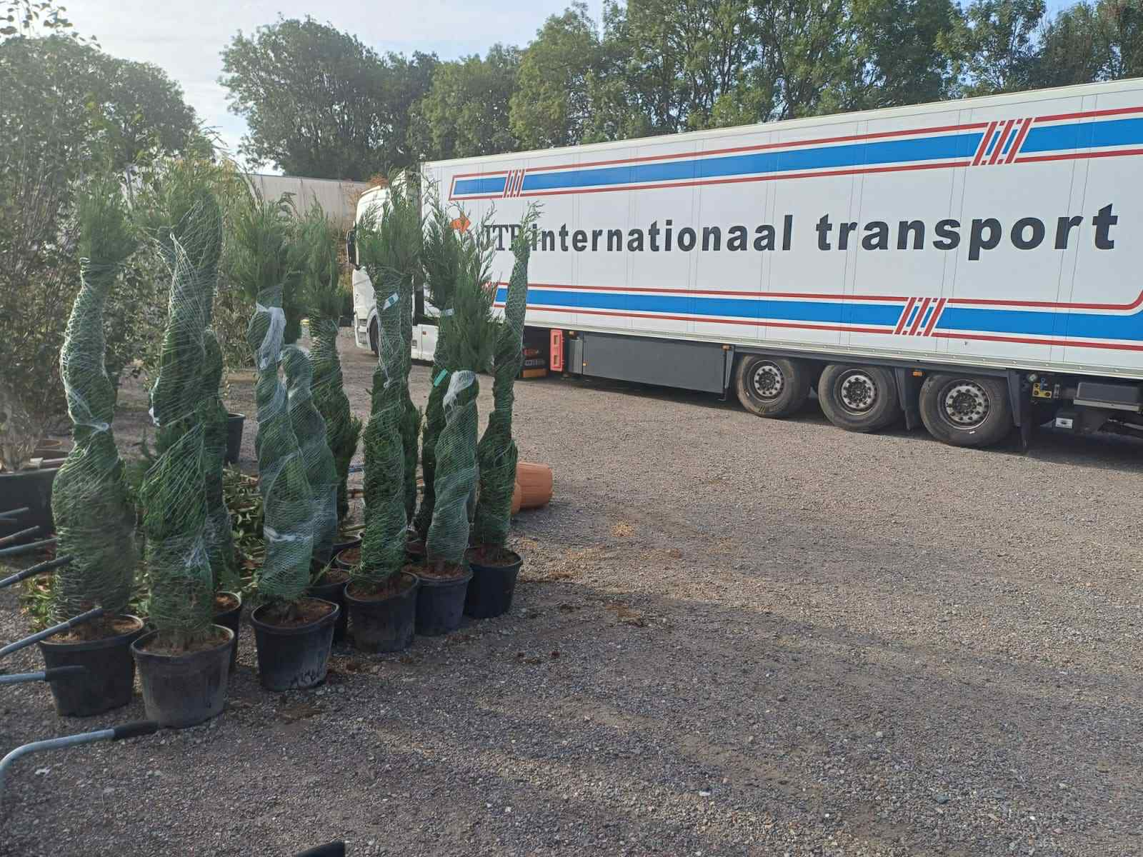 New Arrivals 2 At Greenfingers 8 Aug 25