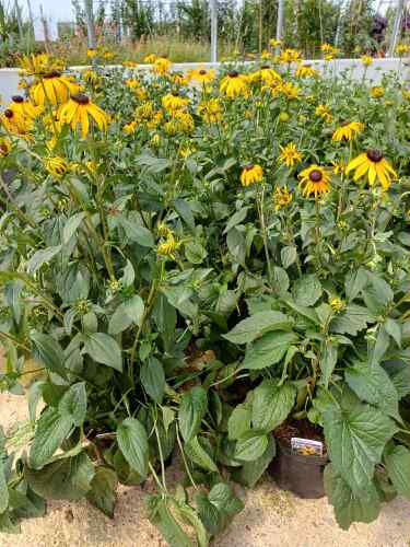 Rudbeckia Goldsturm 5 litre
