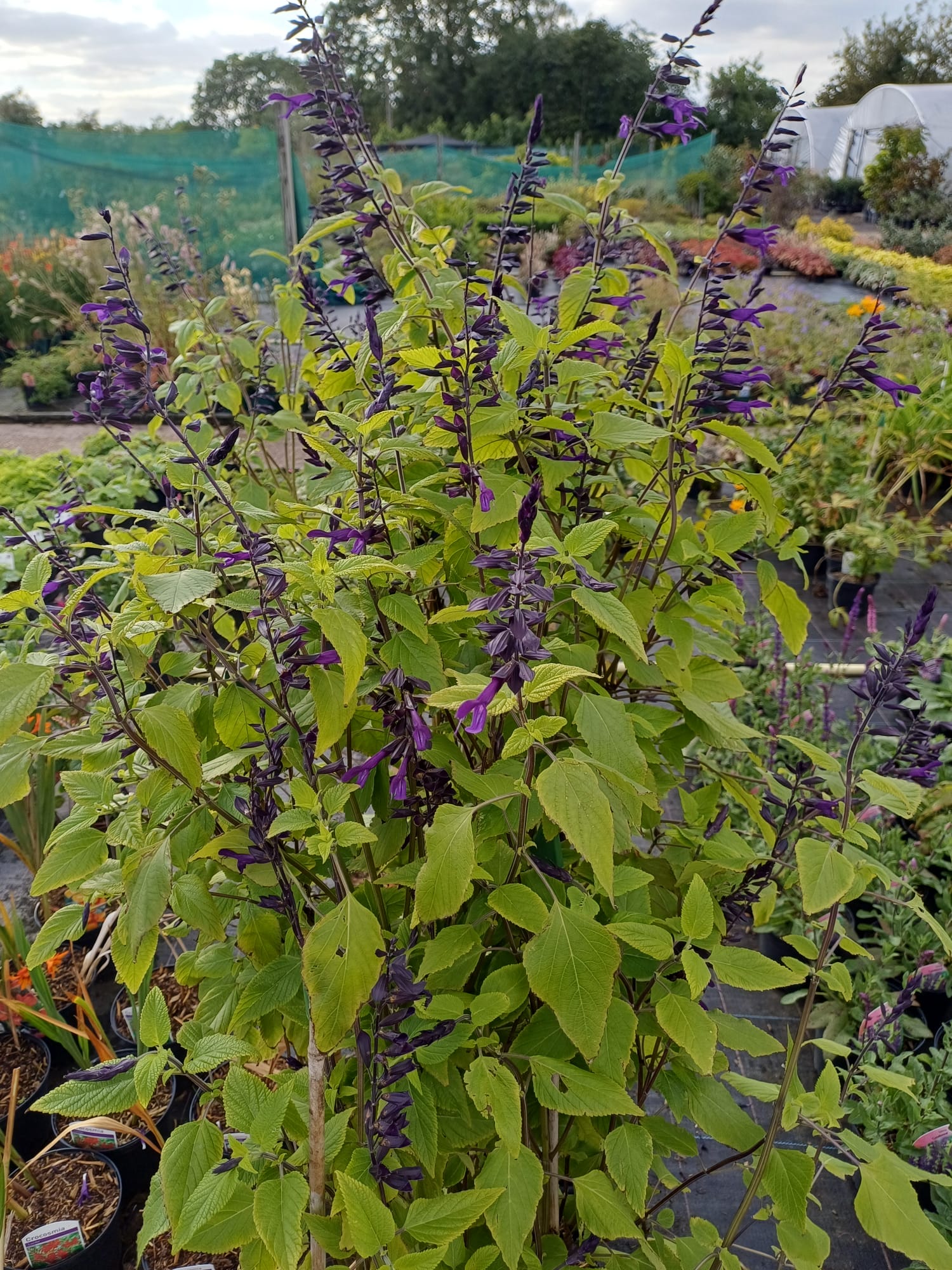 Salvia Amistad 2litre